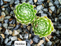 Nobbe.jpg