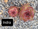 Indra.jpg Indra.jpg