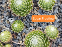 Sugar Frosting.jpg