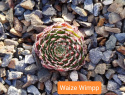 Waize Wimpp.jpg