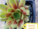 Schutz hybrid.jpg
