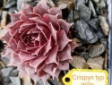 Crispyn typ Wills.jpg