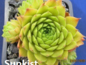 Sunkist.jpg