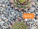 Norbert.jpg