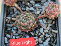 Blue Lifht.jpg