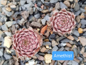 Amethist.jpg