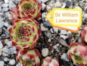 Sir William Lawrence.jpg