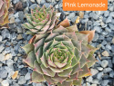 Pink Lemonade.jpg