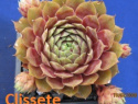 Clissete.jpg